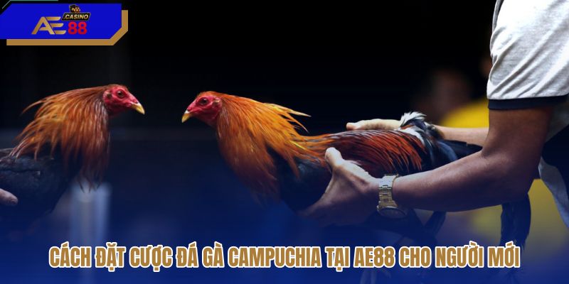 cach-dat-cuoc-da-ga-campuchia-tai-ae88-cho-nguoi-moi cach-dat-cuoc-da-ga-campuchia-tai-ae88-cho-nguoi-moi