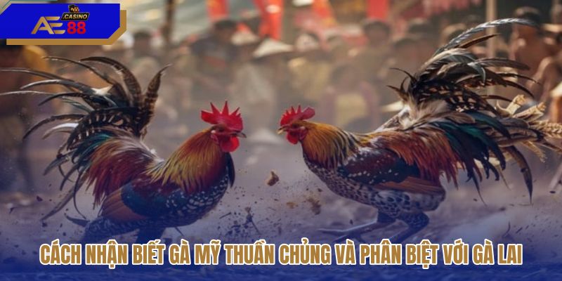 cach-nhan-biet-ga-my-thuan-chung-va-phan-biet-voi-ga-lai cach-nhan-biet-ga-my-thuan-chung-va-phan-biet-voi-ga-lai