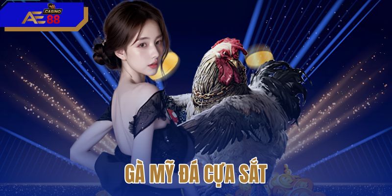 Gà mỹ đá cựa sắt