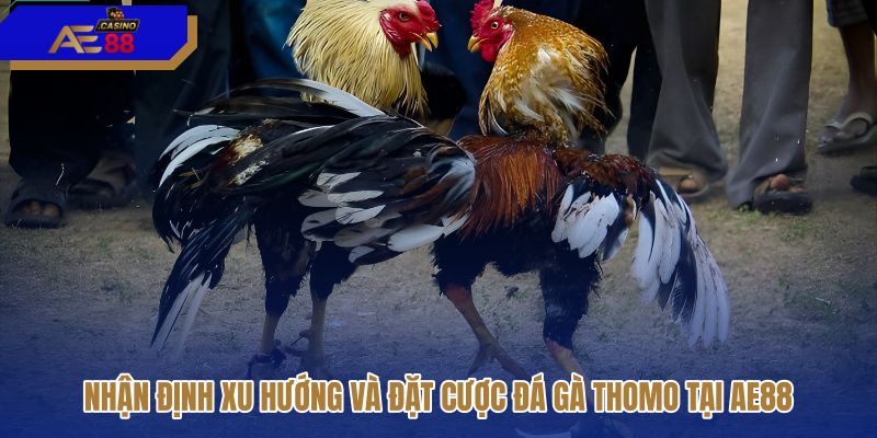 nhan-dinh-xu-huong-va-dat-cuoc-da-ga-thomo-tai-ae88 nhan-dinh-xu-huong-va-dat-cuoc-da-ga-thomo-tai-ae88