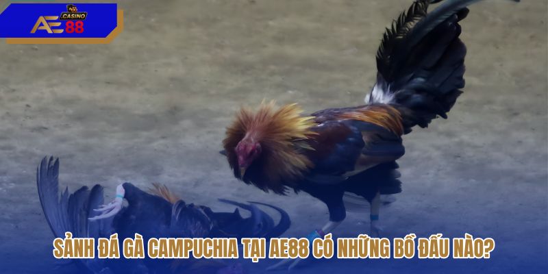 sanh-da-ga-campuchia-tai-ae88-co-nhung-bo-dau-nao sanh-da-ga-campuchia-tai-ae88-co-nhung-bo-dau-nao
