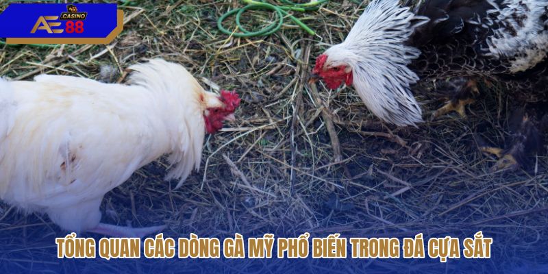 tong-quan-cac-dong-ga-my-pho-bien-trong-da-cua-sat tong-quan-cac-dong-ga-my-pho-bien-trong-da-cua-sat
