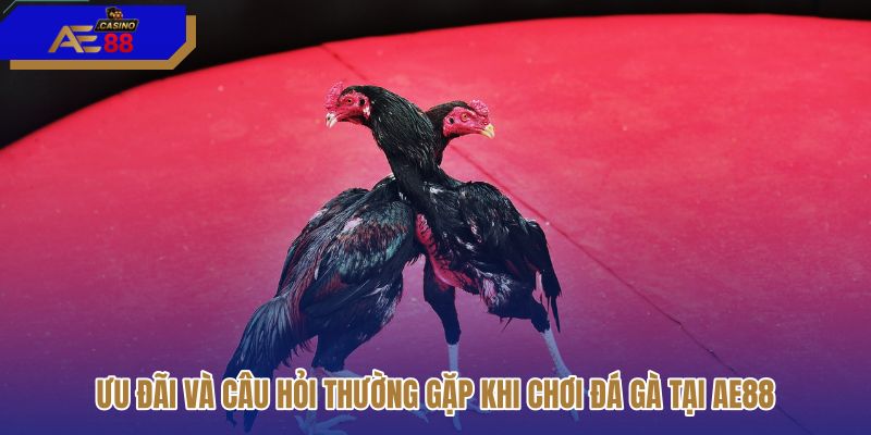 uu-dai-va-cau-hoi-thuong-gap-khi-choi-da-ga-tai-ae88 uu-dai-va-cau-hoi-thuong-gap-khi-choi-da-ga-tai-ae88